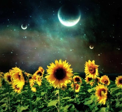 Calendar lunar grower 2017 (Calendar) Calendarul lunar 2017 florărie