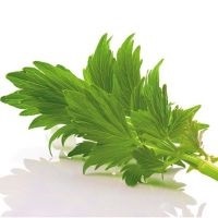 Leustean - proprietăți utile și contraindicații (proprietăți) Leustean - proprietăți utile și contraindicații