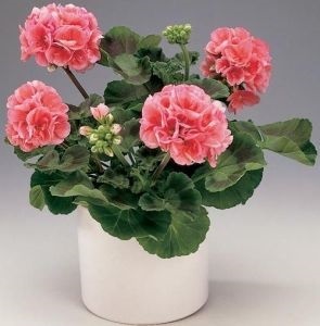 proprietăți Geranium ulei și aplicații (geranium) proprietăți ulei Geranium și aplicații