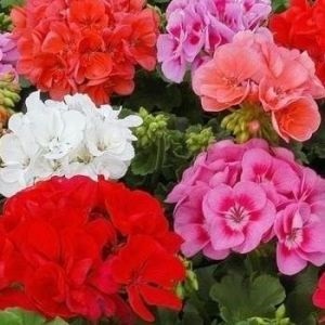 proprietăți ulei Geranium și aplicare (utilizare) proprietăți ulei Geranium și aplicații