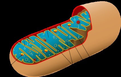 Mitocondriile, biologie (mitochondrion) Mitochondrion, biologie