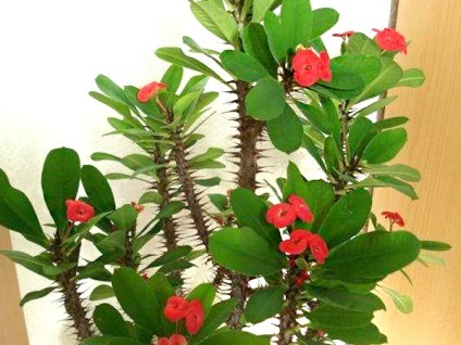 Tulichina (Euphorbia)