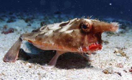 Bat Marine (Marine) liliac marin