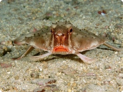 liliac Marine (lat (pește) liliac Marine (latină: