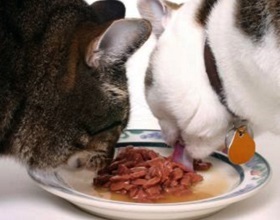 Pot hrăni pisica conserve, și cum se face dreapta, pisica si pisica (posibil) Pot hrăni pisica conserve, și cum se face dreapta, pisica si pisica