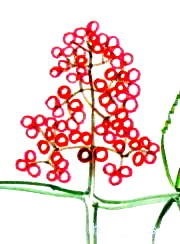 Desenați boabe (cum să atragă boabe) trage fructe de pădure