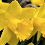 Narcise floare după îngrijire (de îngrijire) Îngrijire după înflorire narcise