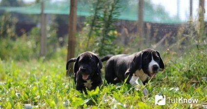 Mari caracteristici rasa Dane (rasa) Great Dane caracteristicile rasei