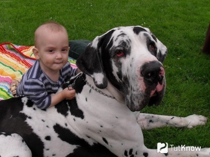Great Dane rasa caracteristice (caracteristici Great Dane) Great Dane caracteristicile rasei
