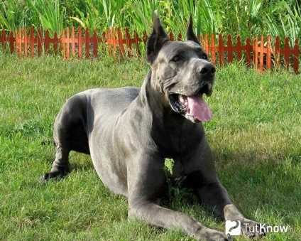 Great Dane rasa caracteristic (e) Great Dane caracteristicile rasei
