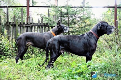 Great Dane rasa caracteristică (Great Dane) Great Dane caracteristicile rasei