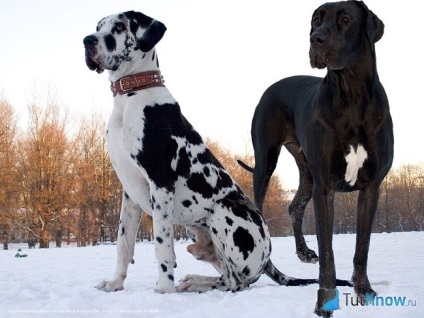 Great Dane rasa caracteristică (Great Dane) Great Dane caracteristicile rasei