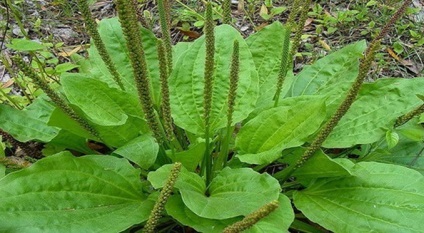 Nu ucide aceasta planta! Aceasta este una dintre cele mai bune plante medicinale! Sfaturi utile (plante) Nu ucide aceasta planta! Aceasta este una dintre cele mai bune plante medicinale! sfaturi utile