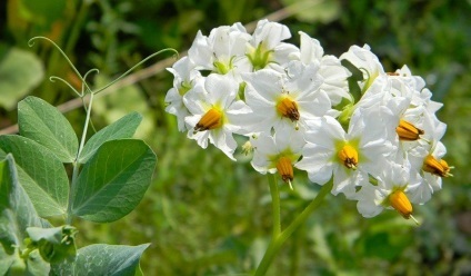 Trebuie să aleg florile din cartofi (flori de cartofi alege) Trebuie să iau florile din cartofi