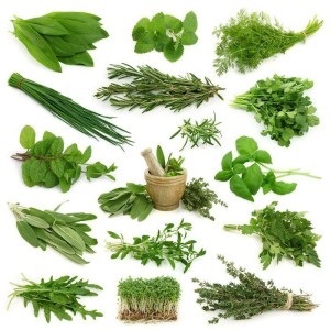 Wheatgrass - populare remedii de tratament plante, homeopatie, metode de Naumov (mijloace) Wheatgrass - populare remedii de tratament plante aromatice, Homeopatie, metode de Naumov