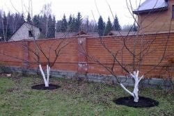 primăvară Tunderea pere (pere) primăvară Tunderea pere