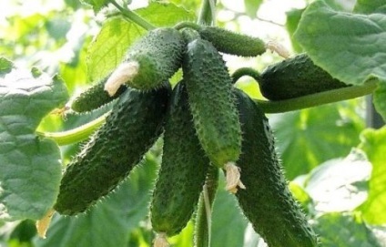 Caracteristicile generale ale soiurilor timpurii de castraveți, dachasadovnika (clasele) Caracteristicile generale ale soiurilor timpurii de castraveți, dachasadovnika