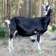 Revizuirea anglo-nubian rase de capre, recenzii și fotografii ale ei (comentarii) Revizuirea anglo-nubian rase de capră, recenzii și fotografii ale ei