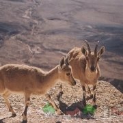 Revizuirea anglo-nubian rase de capre, recenzii și fotografii ale ei (comentarii) Revizuirea anglo-nubian rase de capră, recenzii și fotografii ale ei