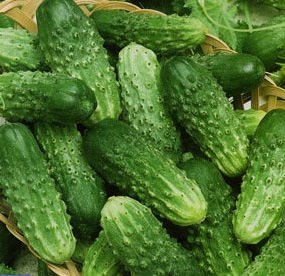 Castravete - degetul, comentarii (plantare) Castravete - deget, comentarii