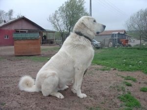 Descriere caine din rasa Akbash (rasa Akbash caracteristică) Descriere Akbash caini de rasa