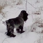 Descriere câine român rasa spaniel, comportamentul lor la vânătoare (câini) Descriere câine român rasa spaniel, comportamentul lor la vânătoare