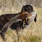 Descriere câine român rasa spaniel, comportamentul lor la vânătoare (rocă) Descriere câine român rasa spaniel, comportamentul lor la vânătoare