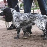 Descriere câine român rasa spaniel, comportamentul lor la vânătoare (spaniel) Descriere câine român rasa spaniel, comportamentul lor la vânătoare