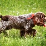 Descriere câine român rasa spaniel, comportamentul lor pe vânătoare (vânătoare) Descriere câine român rasa spaniel, comportamentul lor la vânătoare