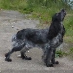 Descriere câine român rasa spaniel, comportamentul lor la vânătoare (spaniel) Descriere câine român rasa spaniel, comportamentul lor la vânătoare