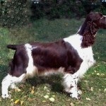 Descriere câine român rasa spaniel, comportamentul lor la vânătoare (spaniel) Descriere câine român rasa spaniel, comportamentul lor la vânătoare