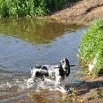 Descriere câine român rasa spaniel, comportamentul lor la vânătoare (rocă) Descriere câine român rasa spaniel, comportamentul lor la vânătoare