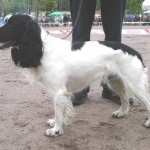 Descriere câine român rasa spaniel, comportamentul lor la vânătoare (rocă) Descriere câine român rasa spaniel, comportamentul lor la vânătoare