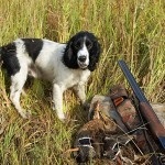 Descriere câine român rasa spaniel, comportamentul lor pe vânătoare (vânătoare) Descriere câine român rasa spaniel, comportamentul lor la vânătoare