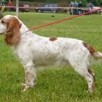Descriere câine român rasa spaniel, comportamentul lor la vânătoare (spaniel) Descriere câine român rasa spaniel, comportamentul lor la vânătoare