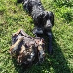 Descriere câine român rasa spaniel, comportamentul lor la vânătoare (rocă) Descriere câine român rasa spaniel, comportamentul lor la vânătoare
