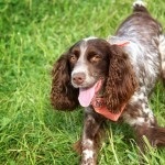Descriere câine român rasa spaniel, comportamentul lor la vânătoare (spaniel) Descriere câine român rasa spaniel, comportamentul lor la vânătoare