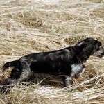 Descriere câine român rasa spaniel, comportamentul lor la vânătoare (câini) Descriere câine român rasa spaniel, comportamentul lor la vânătoare