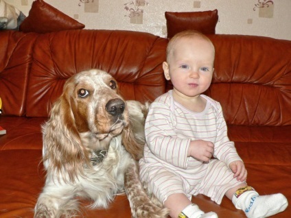 Descriere câine român rasa spaniel, comportamentul lor la vânătoare (spaniel) Descriere câine român rasa spaniel, comportamentul lor la vânătoare