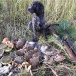 Descriere câine român rasa spaniel, comportamentul lor la vânătoare (română) Descriere câine român rasa spaniel, comportamentul lor la vânătoare