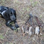 Descriere câine român rasa spaniel, comportamentul lor pe vânătoare (vânătoare) Descriere câine român rasa spaniel, comportamentul lor la vânătoare