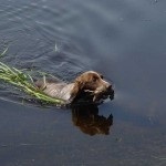 Descriere câine român rasa spaniel, comportamentul lor la vânătoare (câini) Descriere câine român rasa spaniel, comportamentul lor la vânătoare