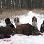 Descriere câine român rasa spaniel, comportamentul lor la vânătoare (rocă) Descriere câine român rasa spaniel, comportamentul lor la vânătoare