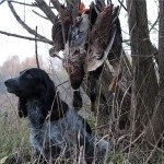 Descriere câine român rasa spaniel, comportamentul lor la vânătoare (rocă) Descriere câine român rasa spaniel, comportamentul lor la vânătoare