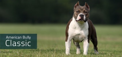 Despre rasa (American Bully cumparare) Despre rasa