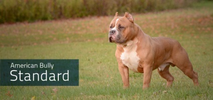 Despre rasa (American Bully ar trebui) Despre rasa