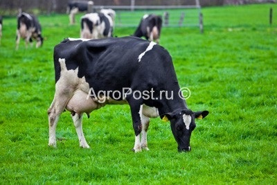 Organizarea pășunilor și pășunatul vitelor în timpul verii (vara) Organizarea pășunilor și pășunatul vitelor în timpul verii