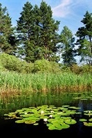 regiunea Orel a câmpului (domeniu) regiunea Orel a câmpului