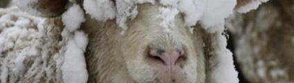 Despre Lână (lână) Despre lână