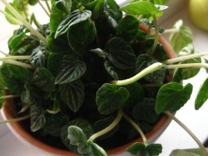 Caracteristici de îngrijire peperomiya transplant acasă, reproducere și foto (peperomiya) Caracteristici de îngrijire peperomiya transplant acasă, reproducere și foto